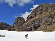 44 La huskj Lotte in esplorazione dell'ambiente innevato a lei congeniale